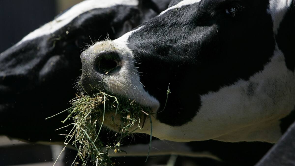 Aprenda alternativas de alimentación para sus animales en las granjas