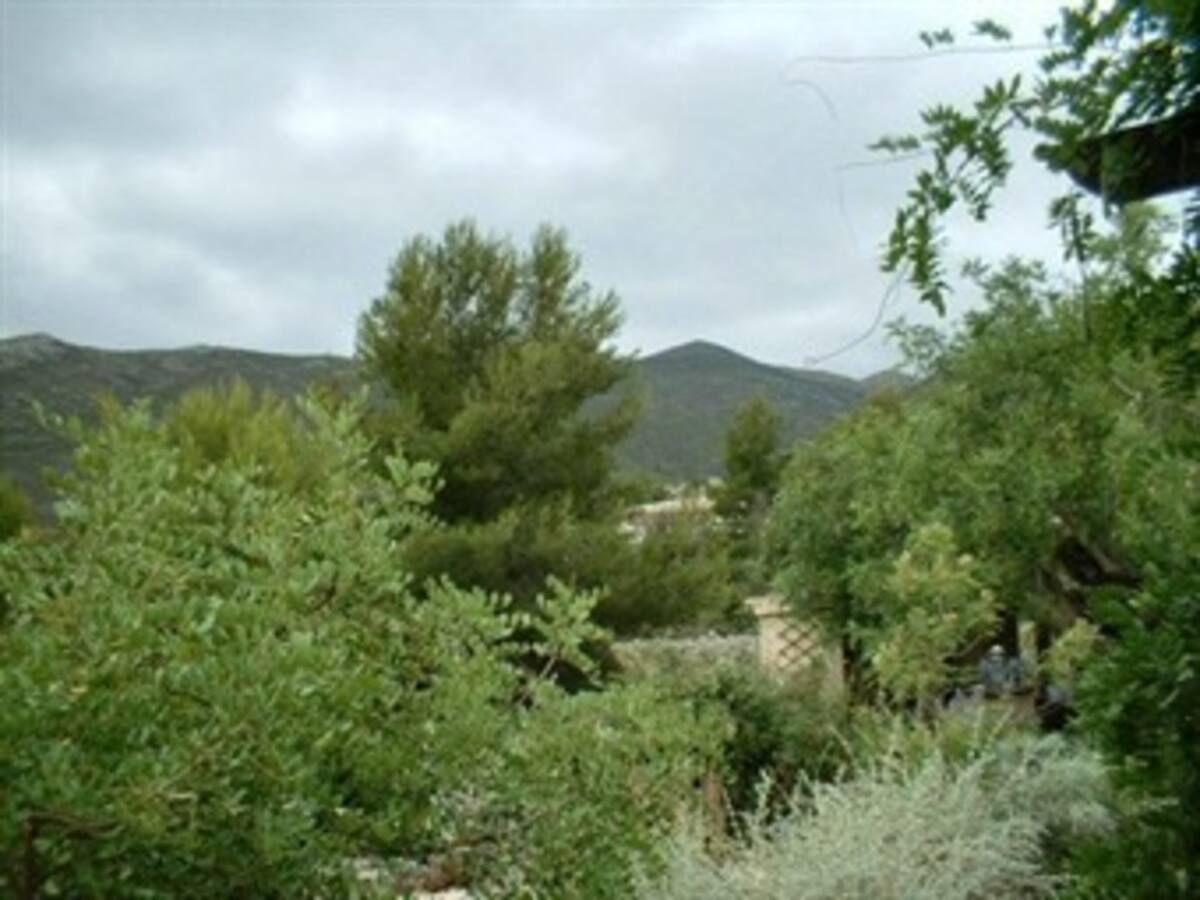 El cambio climático duplica la pérdida de hojas de los árboles mediterráneos