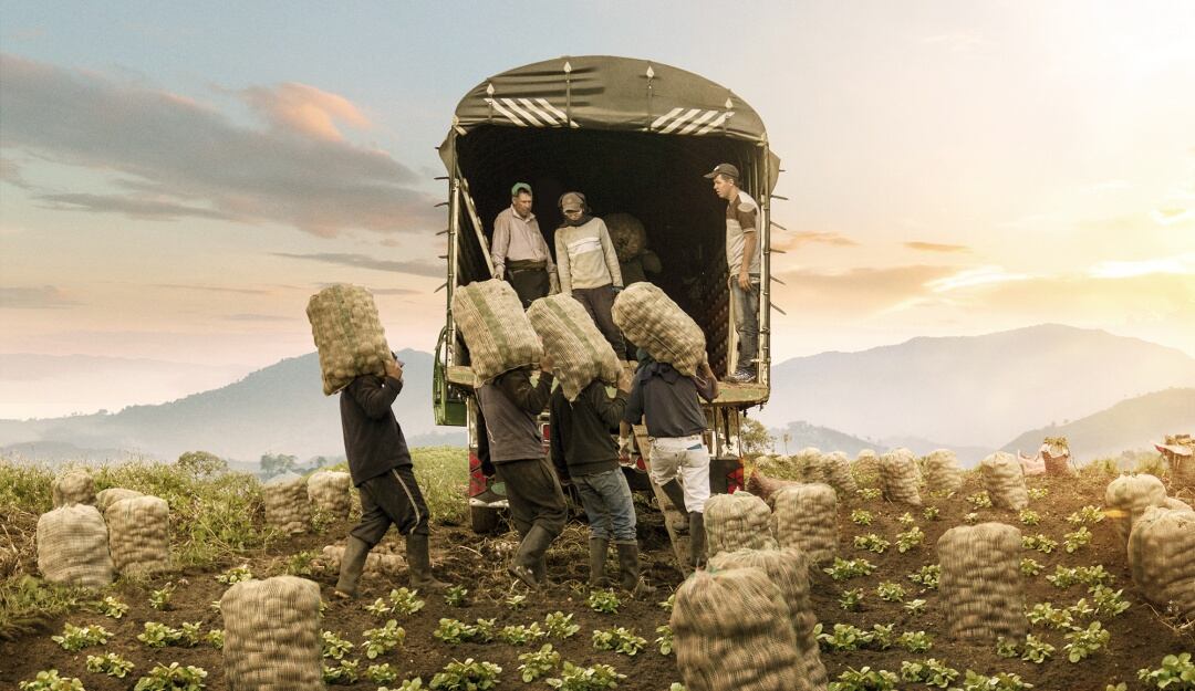 Producción de papa.