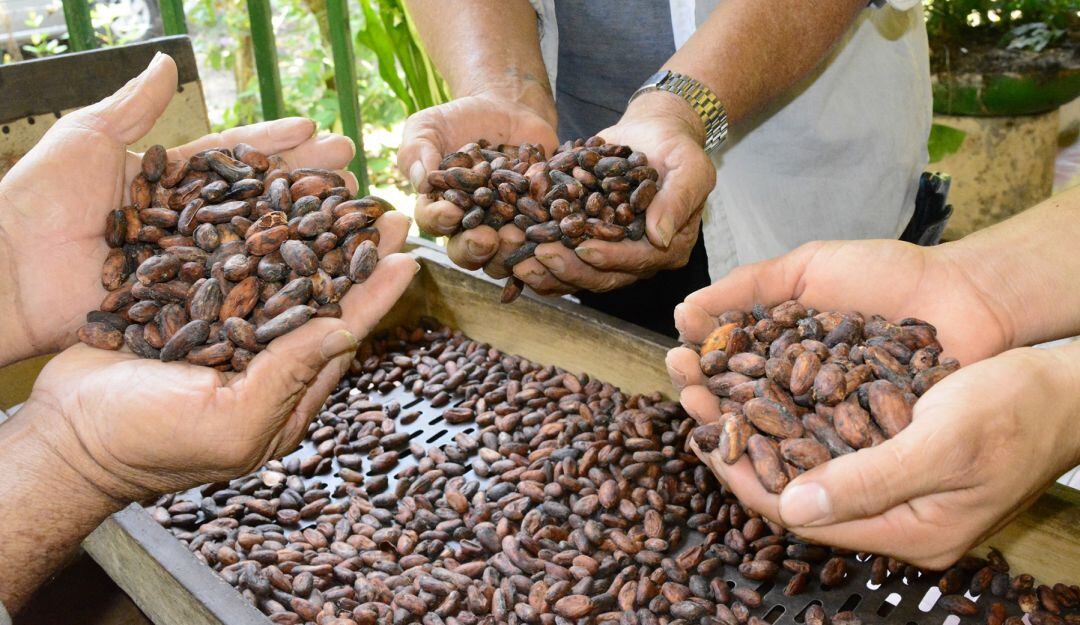 Varias hectáreas de cultivos de cacao fueron renovadas en municipios de Palermo, Tello, Baraya entre otros.
