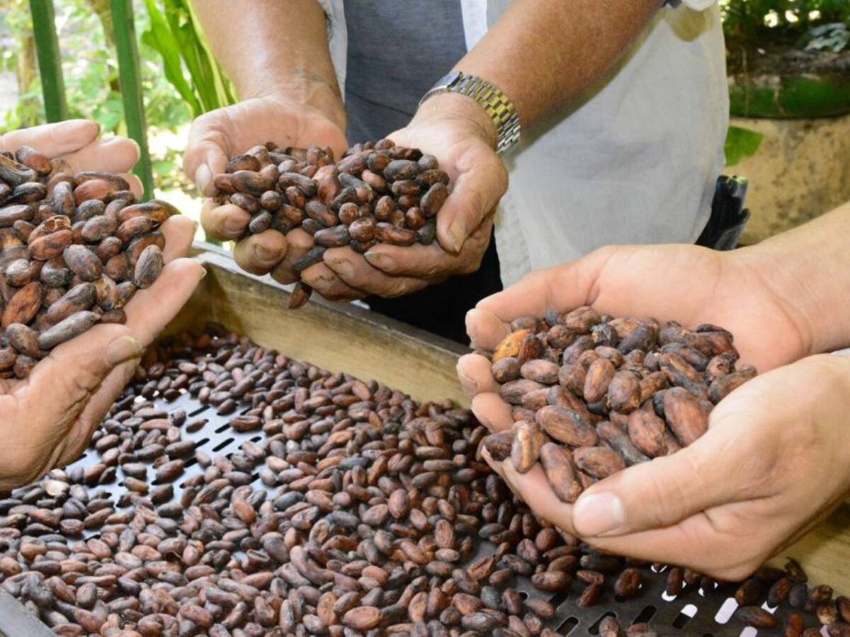 Renovación cacaotera en el Huila, superó las 700 hectáreas