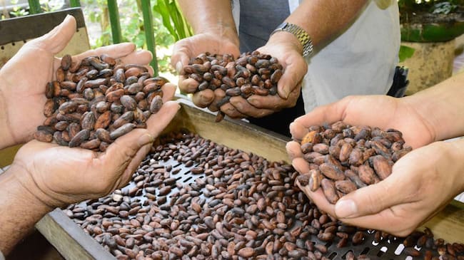 Varias hectáreas de cultivos de cacao fueron renovadas en municipios de Palermo, Tello, Baraya entre otros.