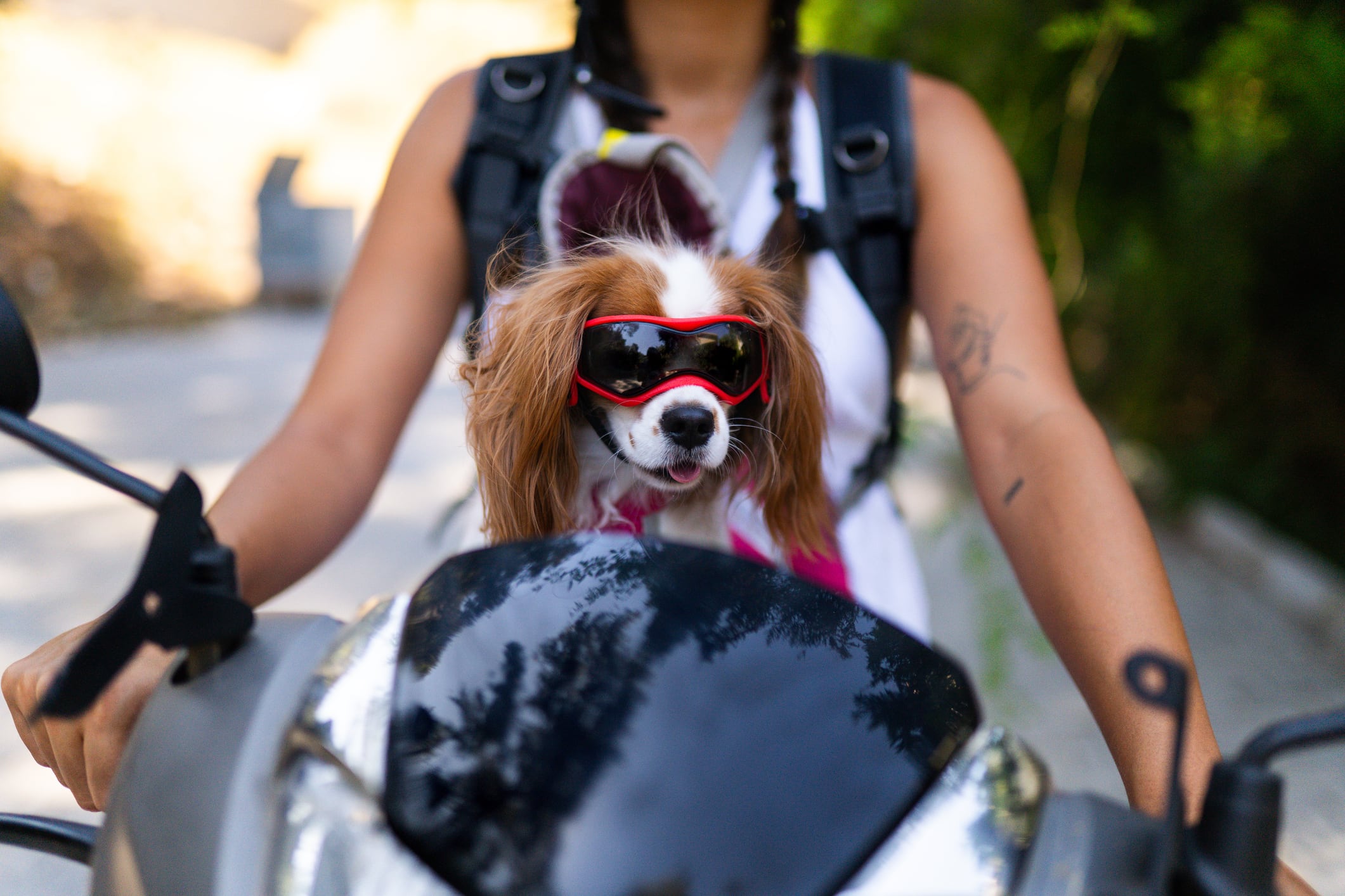 Mascota en moto, imagen de referencia. Foto: Getty Images