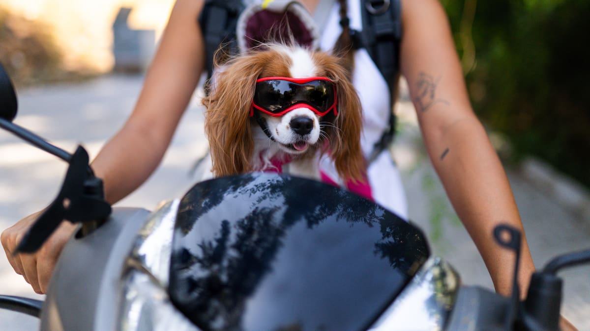 ¿Puede viajar en moto con su mascota? Esto dice la ley en Colombia