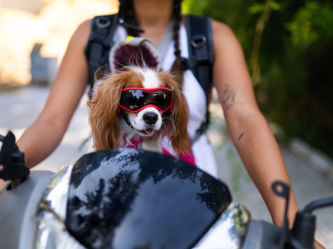 Mascota en moto, imagen de referencia. Foto: Getty Images