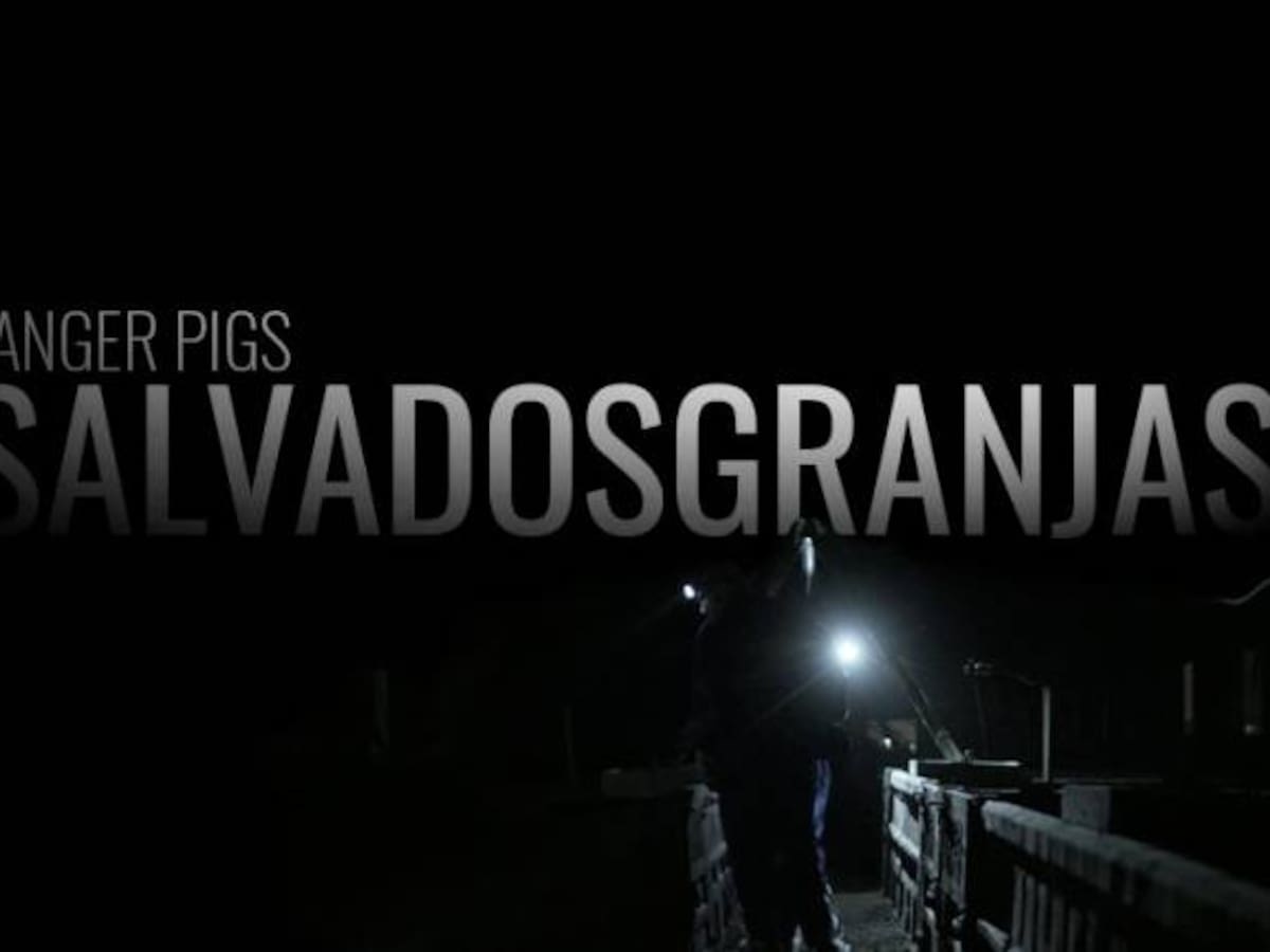 El lado más oscuro de la industria cárnica en España