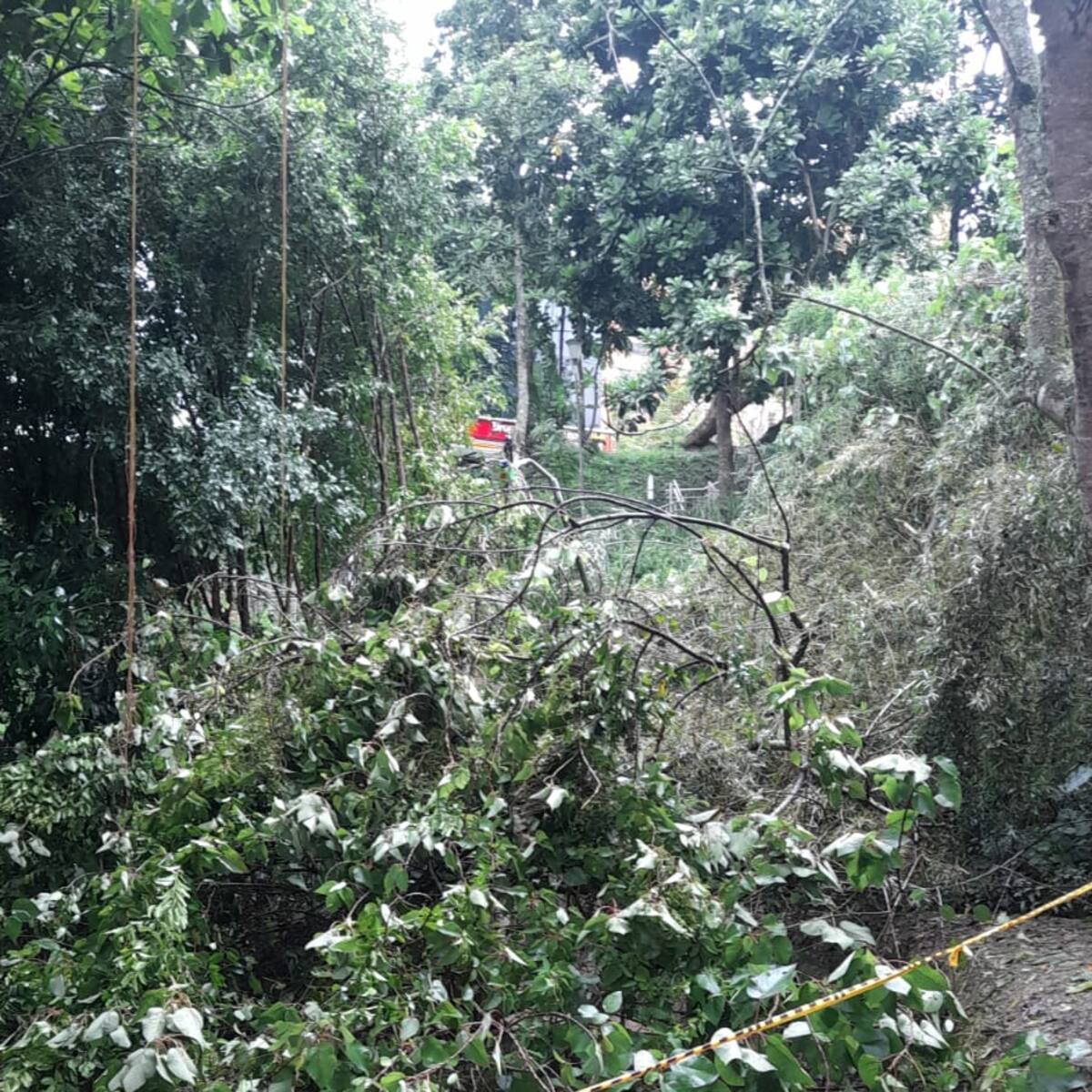Por caída de árboles está cerrado el parque Carlos Enrique Virviescas