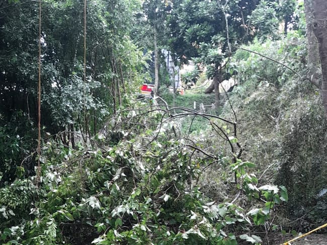 Por caída de árboles está cerrado el parque Carlos Enrique Virviescas