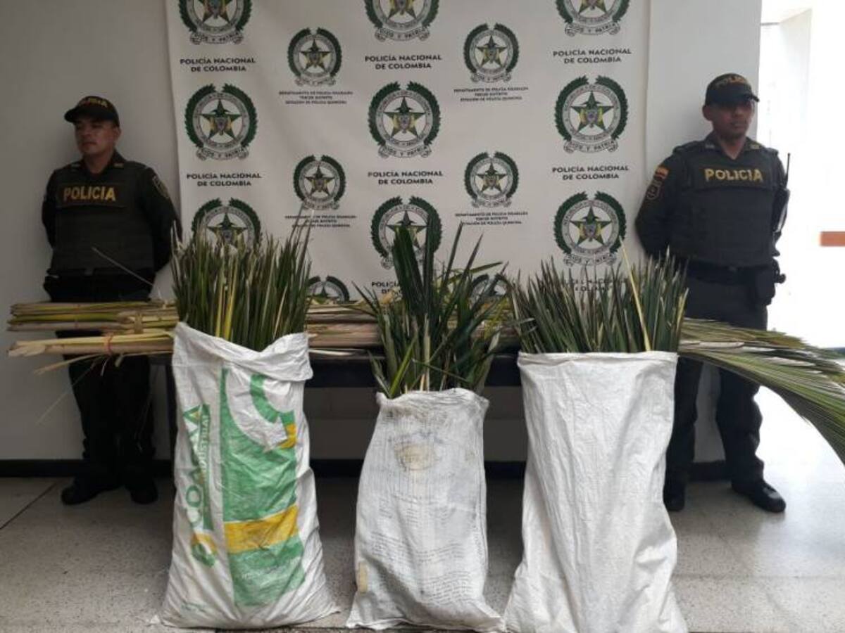 A pesar de las campañas las autoridades decomisaron varias Palmas de Cera