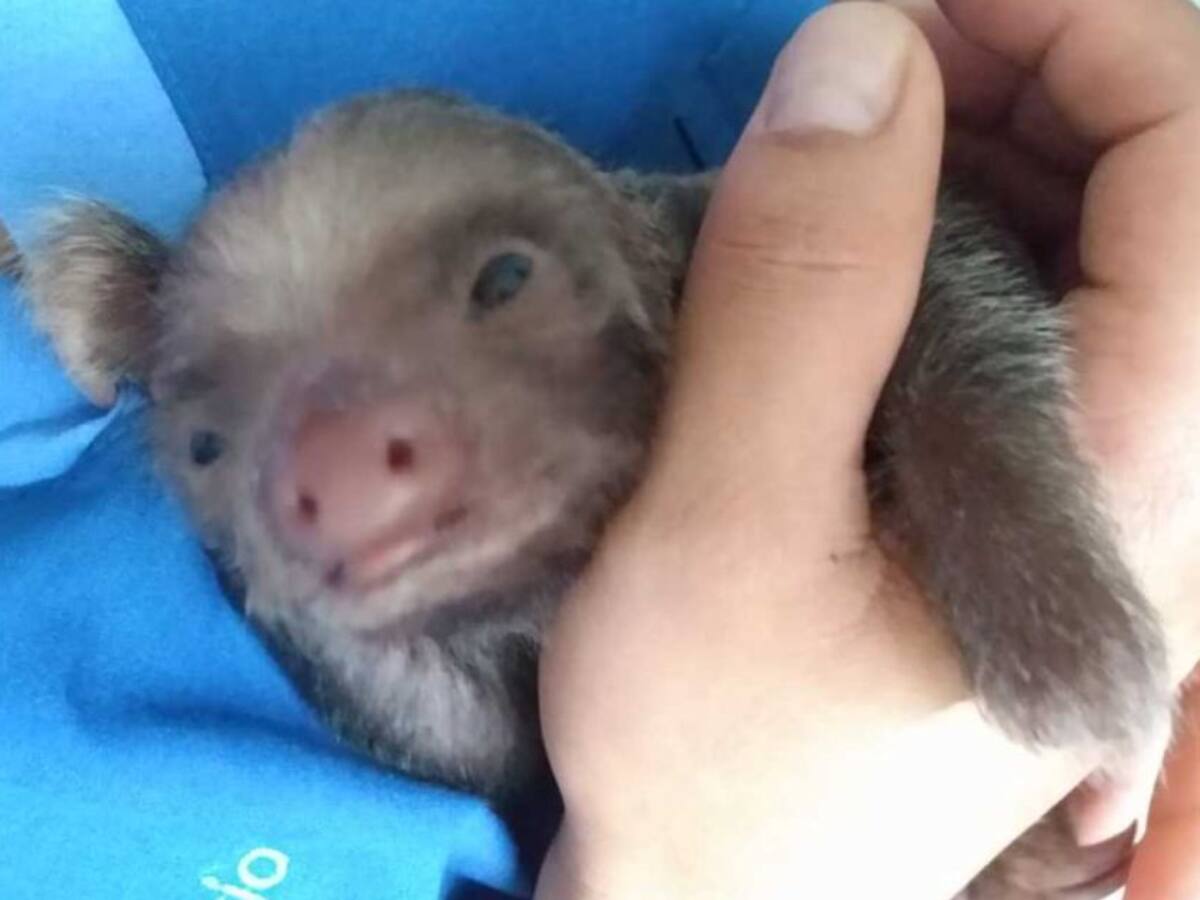 Cría de Oso Perezoso fue rescatada en Cerritos, Pereira