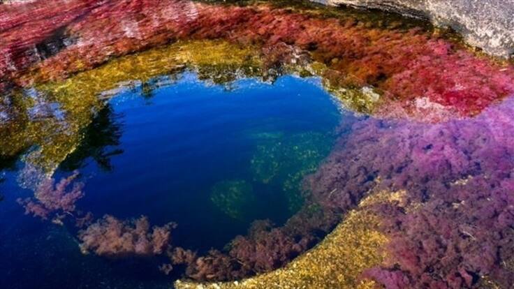 Inspirado en Caño Cristales: así es el arte del locutor Gonzalo Ayala