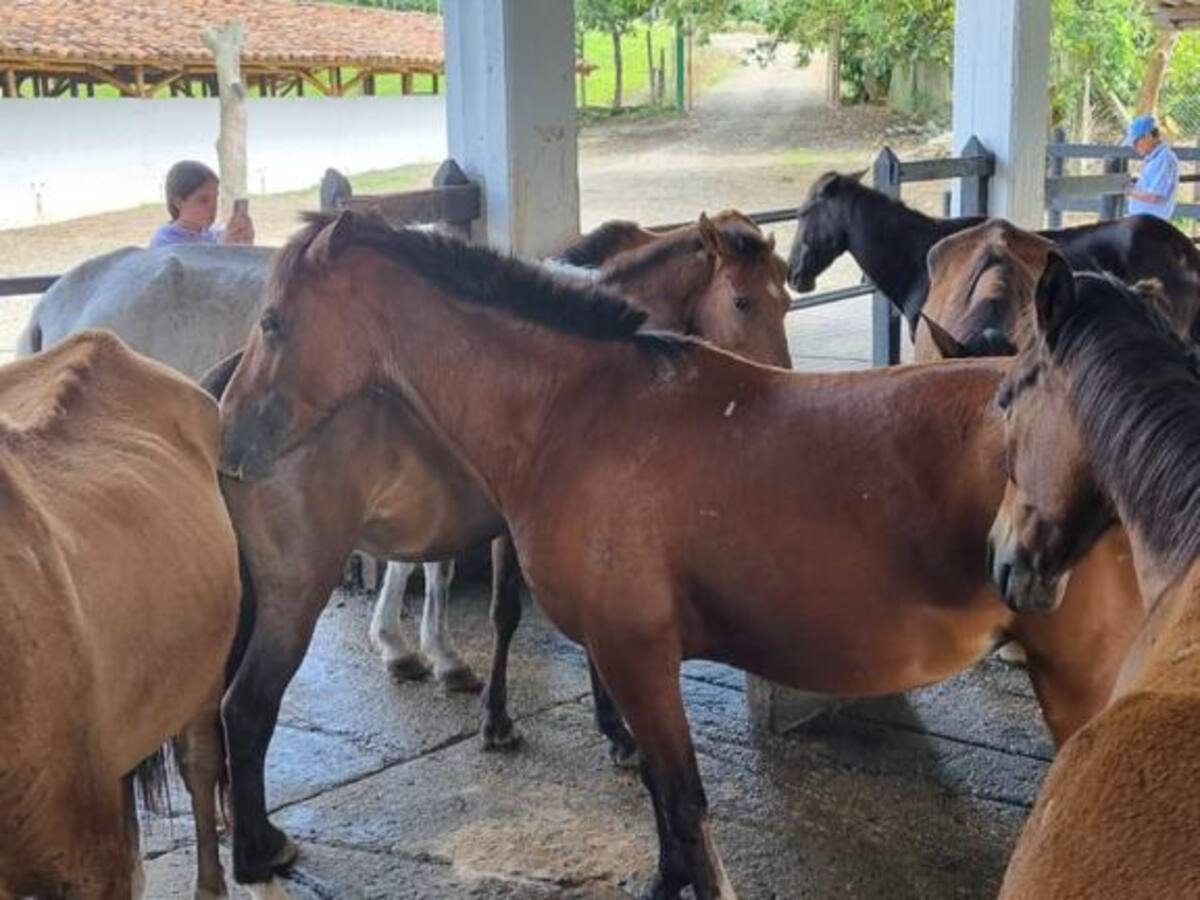 11 caballos jubilados en sustitución de tracción animal serán adoptados en Montenegro