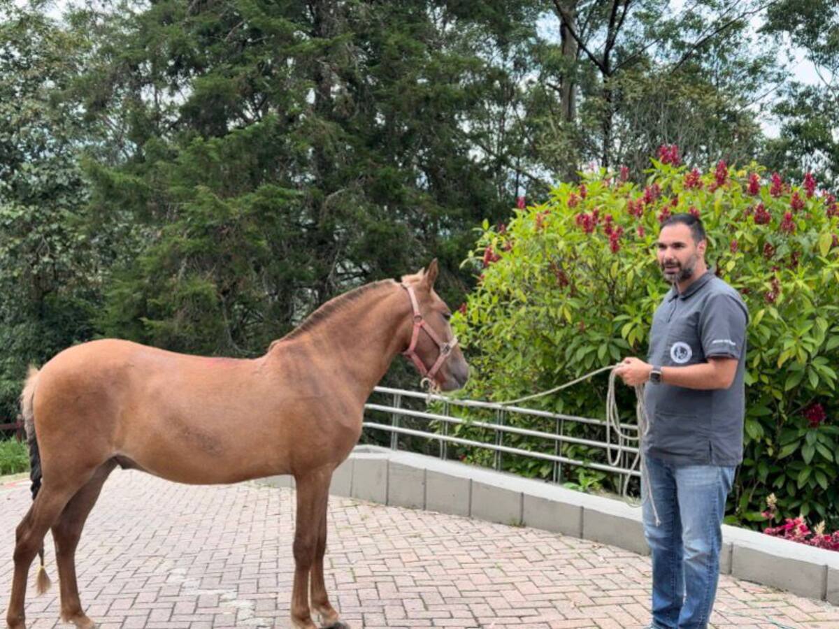 Vencedor, el caballo rescatado en Rionegro, culminó su recuperación y ya tiene una nueva familia