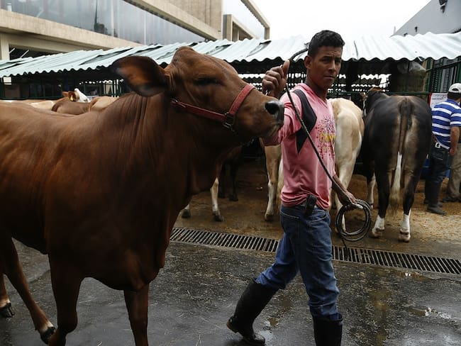 Empieza a disminuir producción de leche en la Costa: Asoganorte
