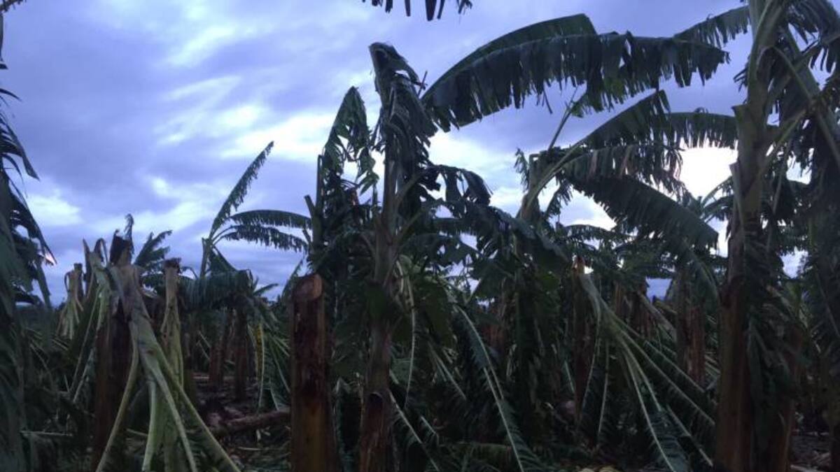 Alcaldes del Quindío piden ayudas para atender daños por vendavales en cultivos de plátano