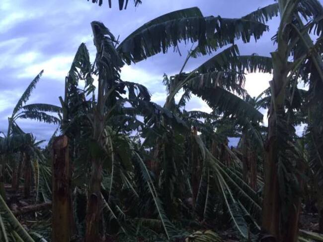 Alcaldes del Quindío piden ayudas para atender daños por vendavales en cultivos de plátano