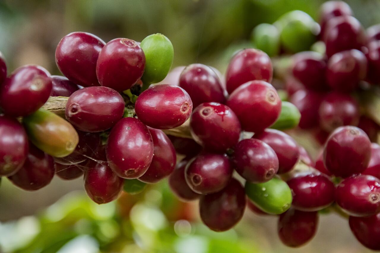 El propósito de esta estrategia es mejorar y complementar la infraestructura productiva y de comercialización del sector agropecuario.