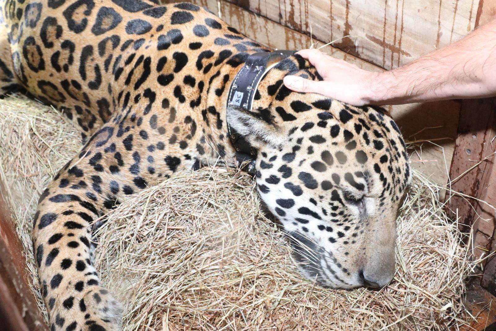 Liberan a jaguar que fue rescatado en Cundinamarca: será devuelto a Vichada. Foto: CAR.