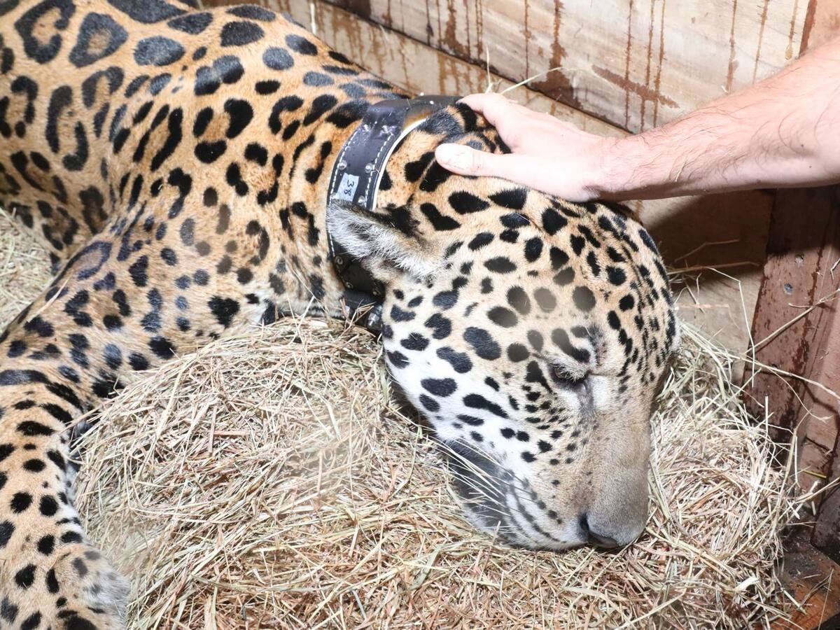 Liberan a jaguar que fue rescatado en Cundinamarca: será devuelto a Vichada