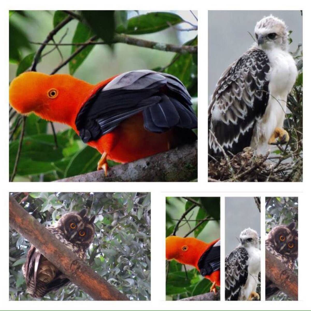 Más de 300 Aves de Boyacá listas para observarse en el Global Big Day 2018