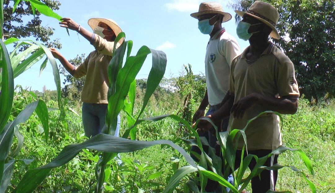 Los estudiantes desarrollan el arte y la investigación científica innovadora a través de la transformación de los cultivos nativos