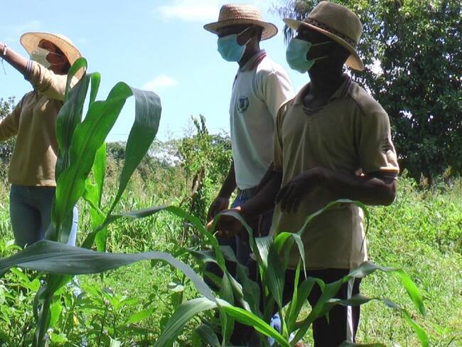 Los estudiantes desarrollan el arte y la investigación científica innovadora a través de la transformación de los cultivos nativos