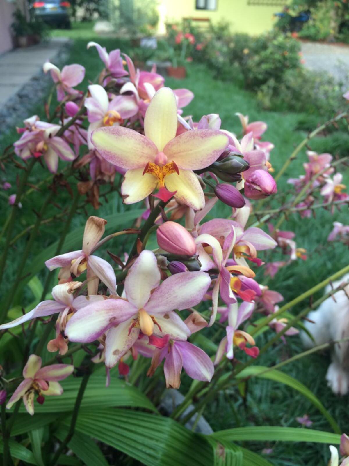 Según Minambiente, Colombia es el país con mayor número de especies de orquídeas en el mundo, con un total de 4.270 registradas, agrupadas en 274 géneros distribuidos en casi todo el territorio nacional.