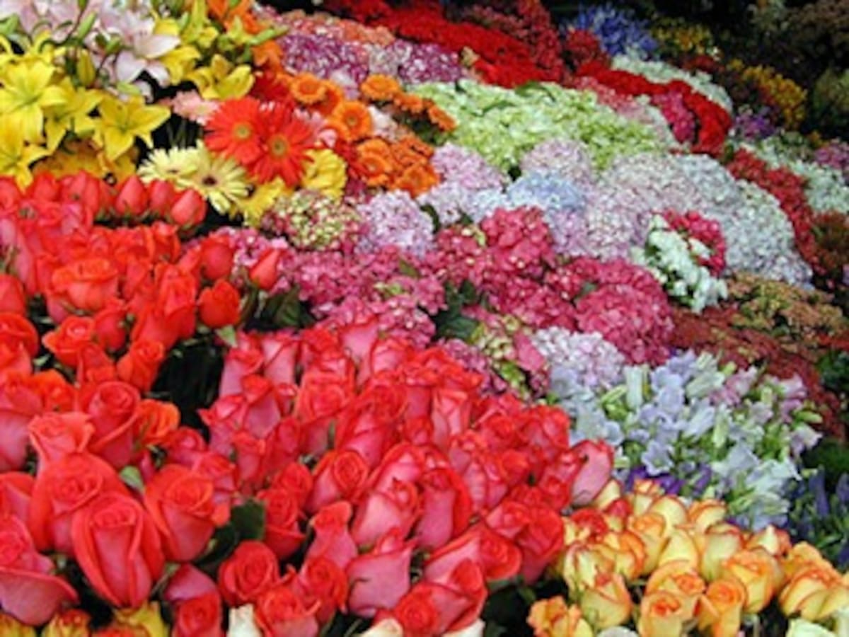 Colombia tendrá sus propias flores de exportación