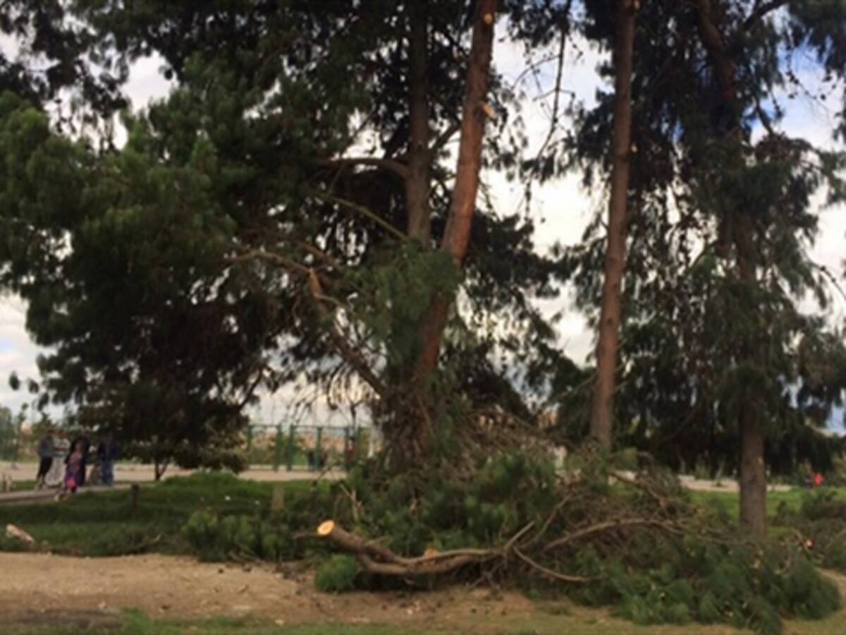 Protestan por tala de árboles centenarios en el humedal La Conejera