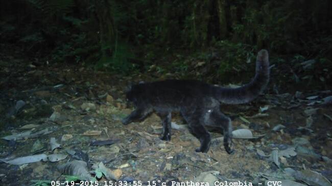 Felino nunca antes vista en Colombia. Foto: Fundación Panthera de Colombia