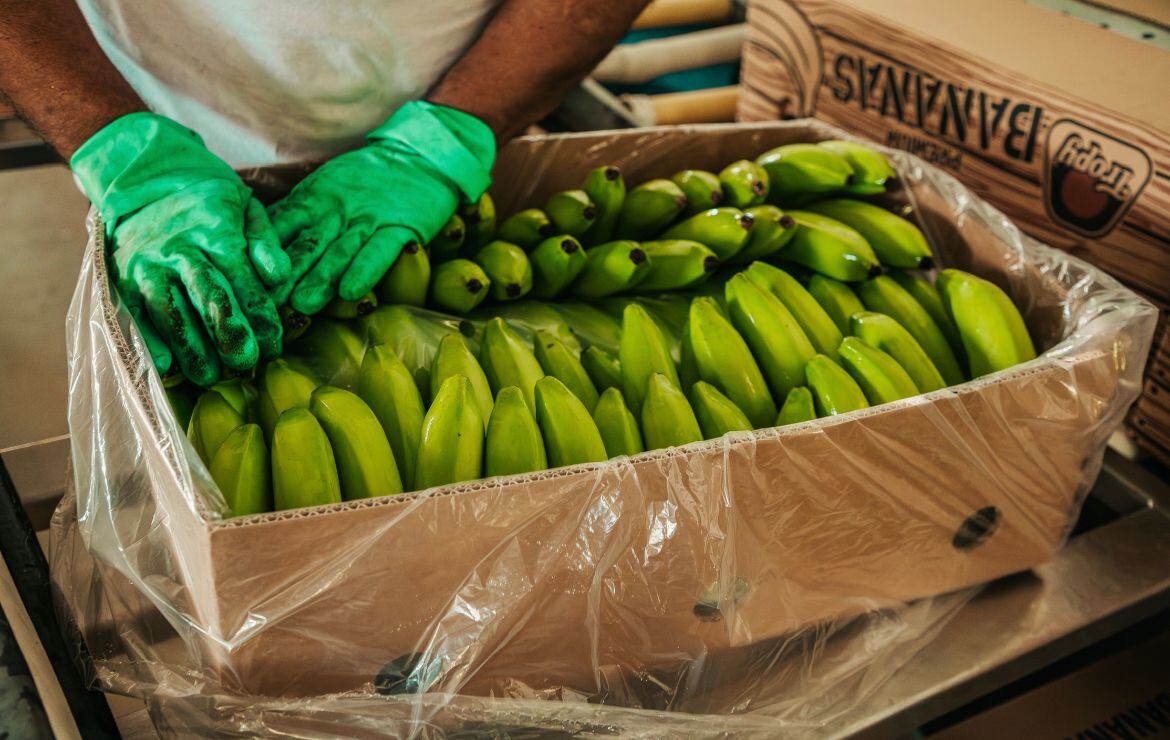 App para productores de banano . Agrosavia
