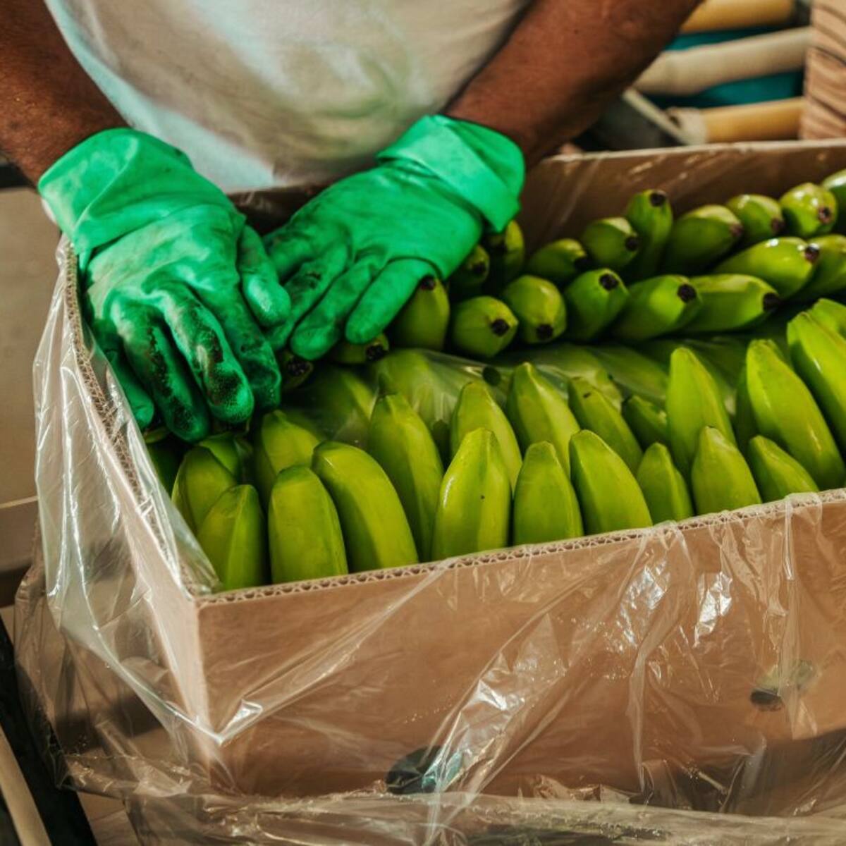 En el Magdalena lanzan aplicación gratuita para mejorar la producción del banano