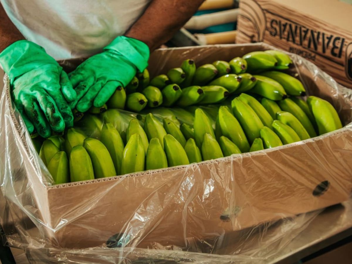 En el Magdalena lanzan aplicación gratuita para mejorar la producción del banano