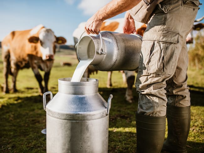 Producción de leche. Imagen de referencia. Foto: Getty Images