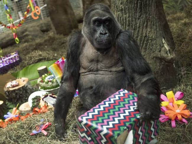 Colo, la gorila más vieja en EE.UU, cumple 60 años