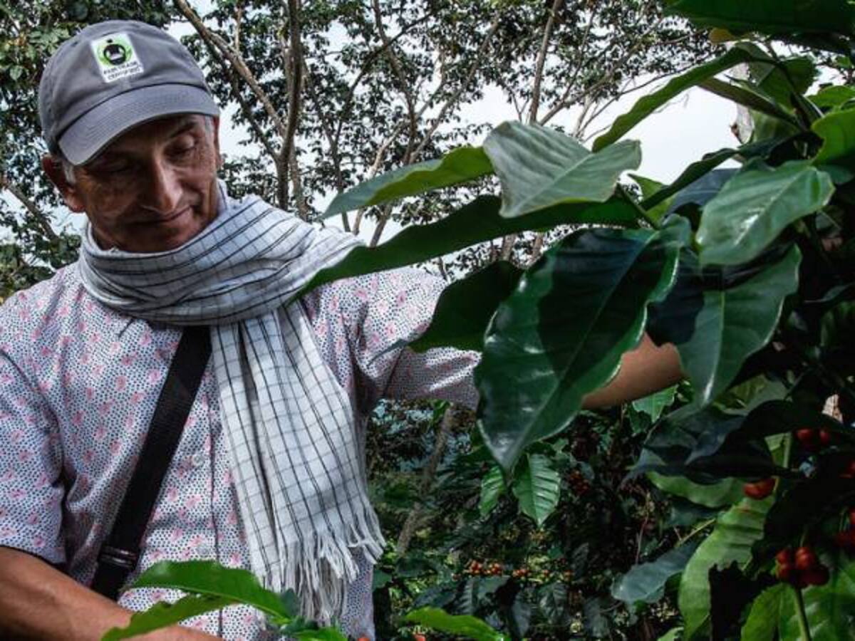 La revaluación del peso comienza a preocupar a los cafeteros: Fedecafe