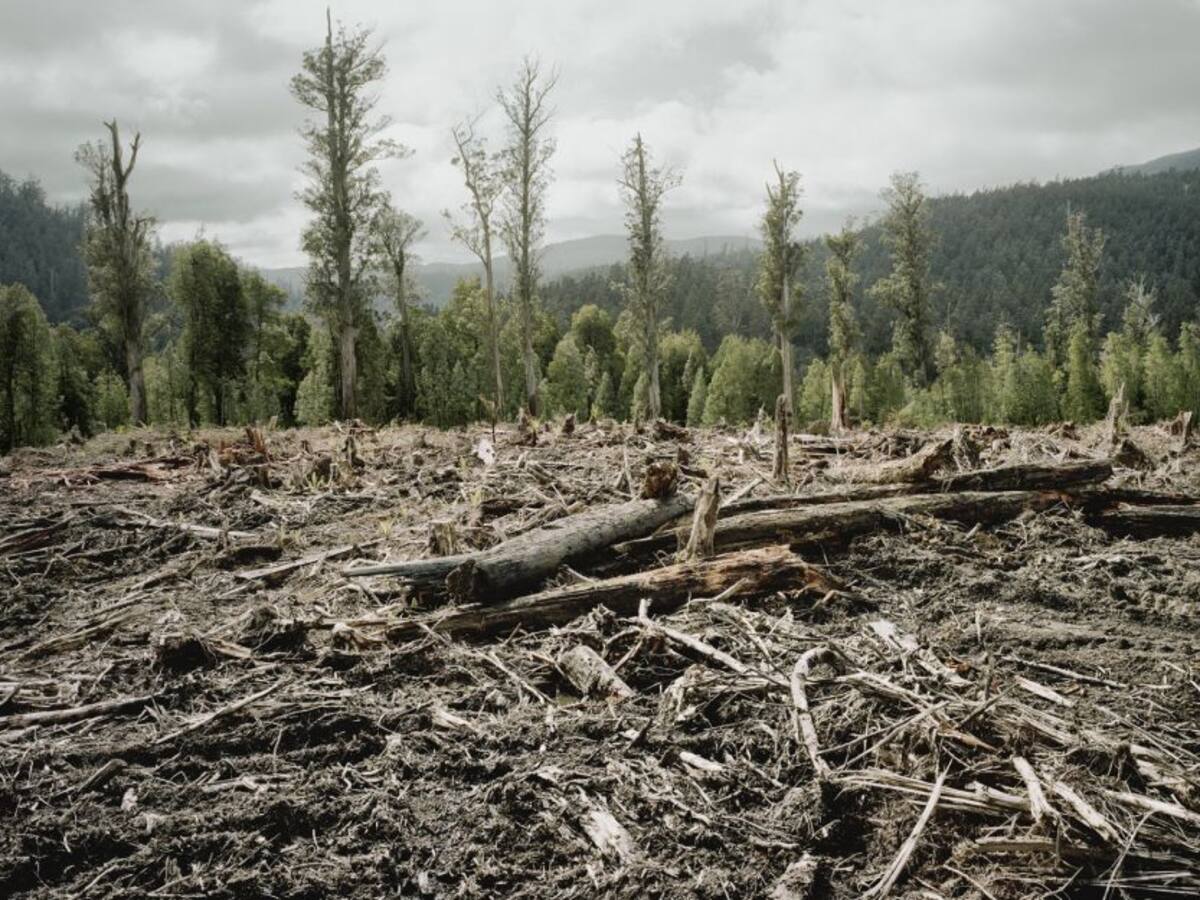 Alternativas para eliminar las quemas de bosques
