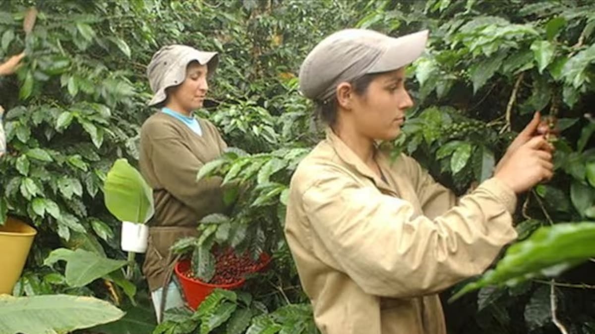 Hasta hoy hay plazo para que los interesados realicen su cedulación cafetera en Antioquia