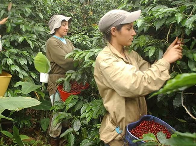 Recolección de café, imagen de referencia. la iniciativa beneficia a comunidades vulnerables caucanas dedicadas a la sustitución de cultivos ilícitos, así como a productores de café y cacaoFoto: Colprensa