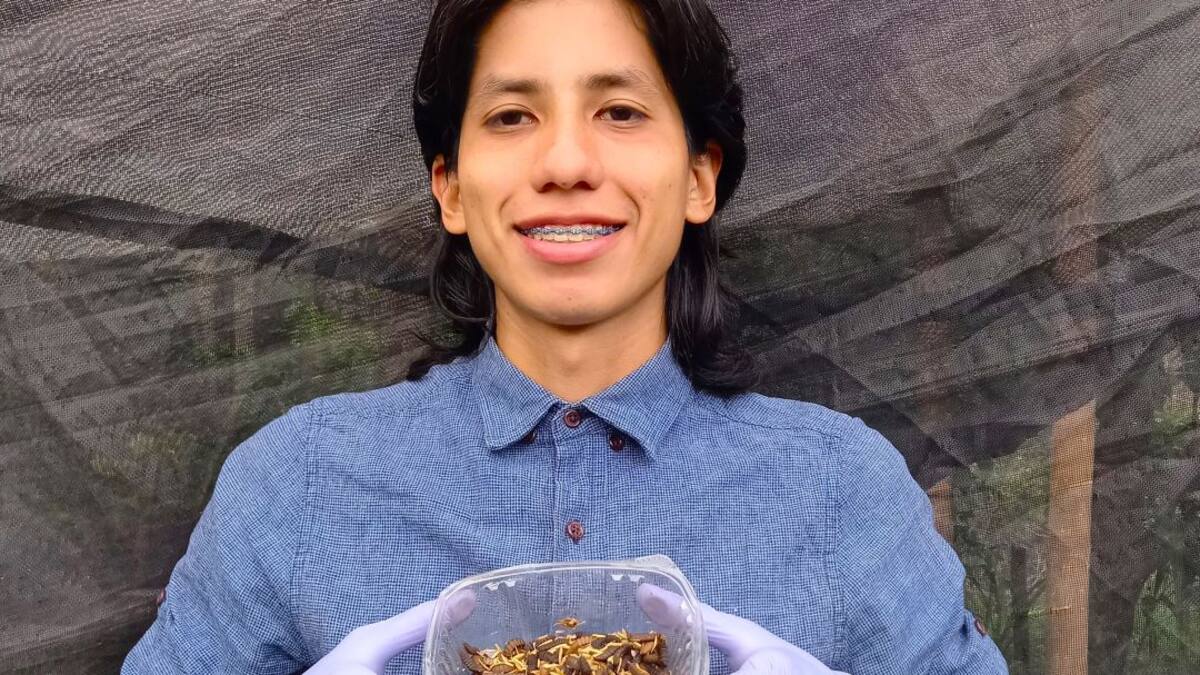 Joven impulsa la mosca soldado negra como alimento para animales