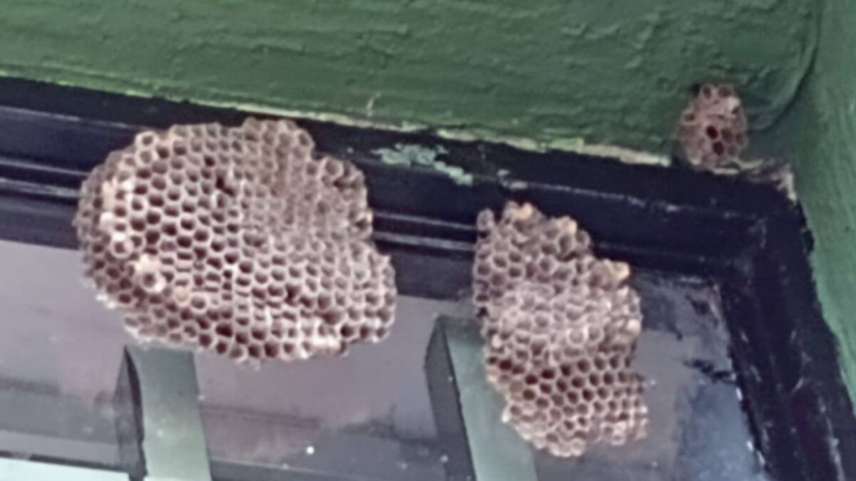Asamblea de Caldas aprueba protección especial para las abejas