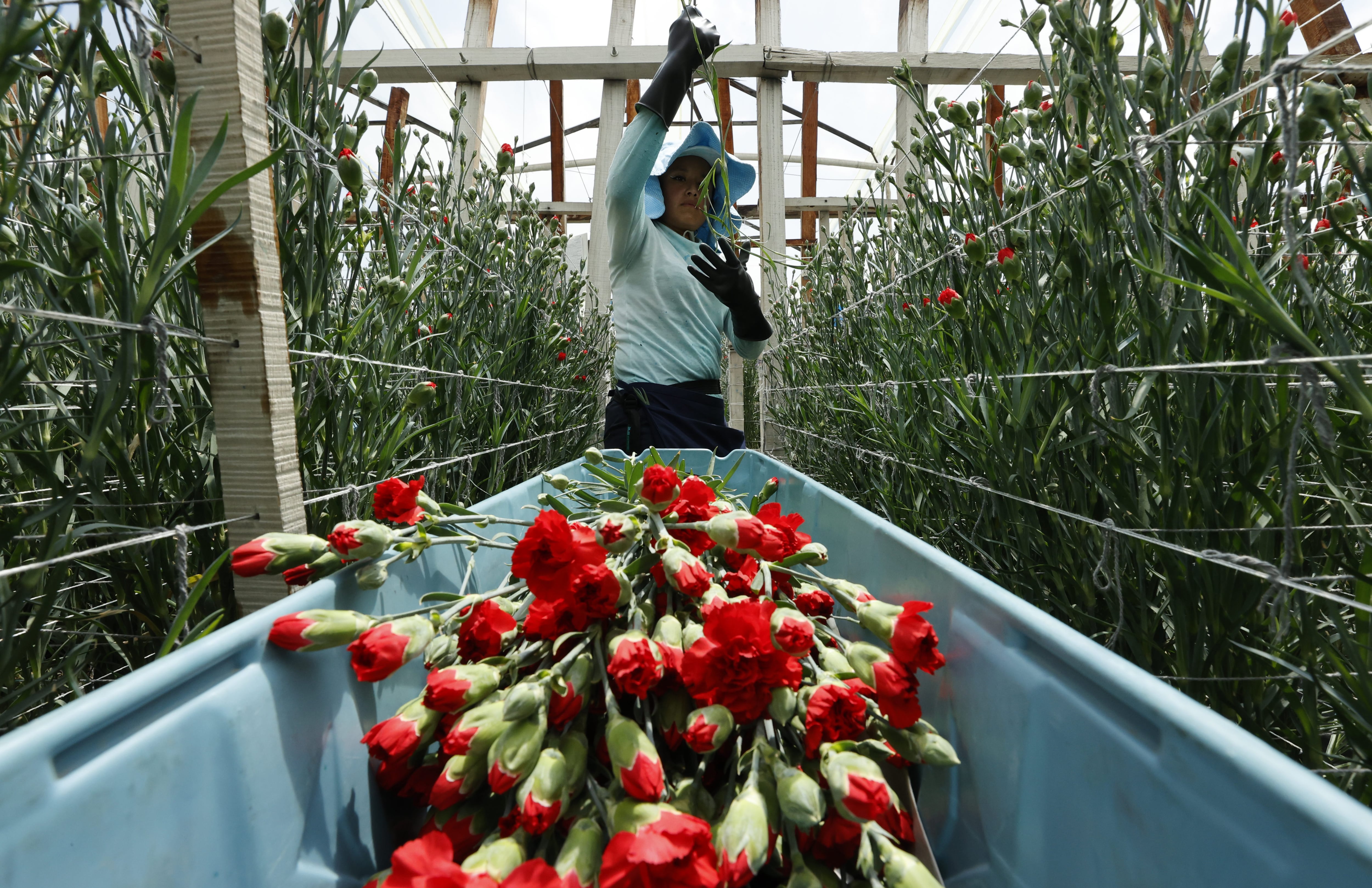 ACOMPAÑA CRÓNICA: COLOMBIA ANIMALES. AME2951. NEMOCÓN (COLOMBIA), 24/08/2024.- Fotografía del  20 de agosto de 2024 de una trabajadora de la empresa "Florval" en medio de un cultivo de flores, en Nemocón (Colombia). Gracias a los nuevos humedales artificiales de distintos cultivos de flores comprometidos con la conservación de la biodiversidad, la supervivencia de la tingua y de muchas otras especies está comenzando a ser posible y a estabilizarse. EFE/ Mauricio Dueñas Castañeda