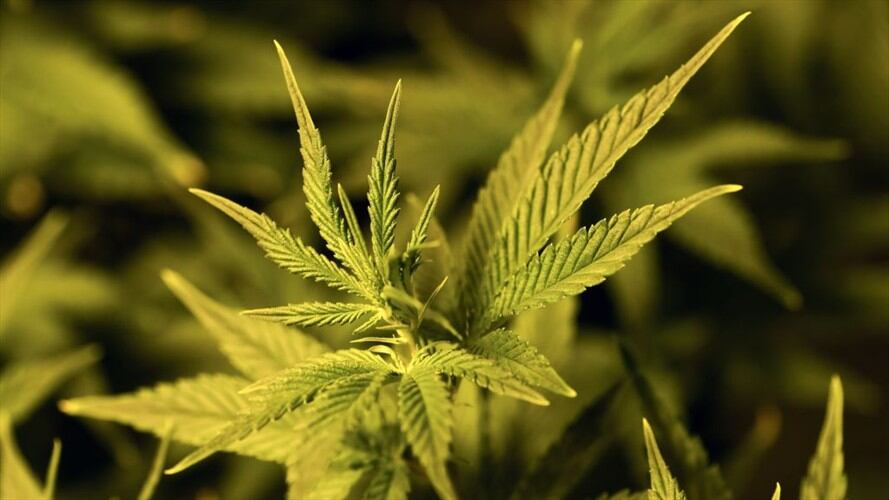 Cannabis. Foto: Getty Images