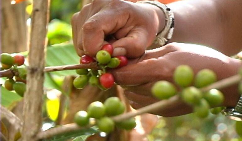 Recolección de Café