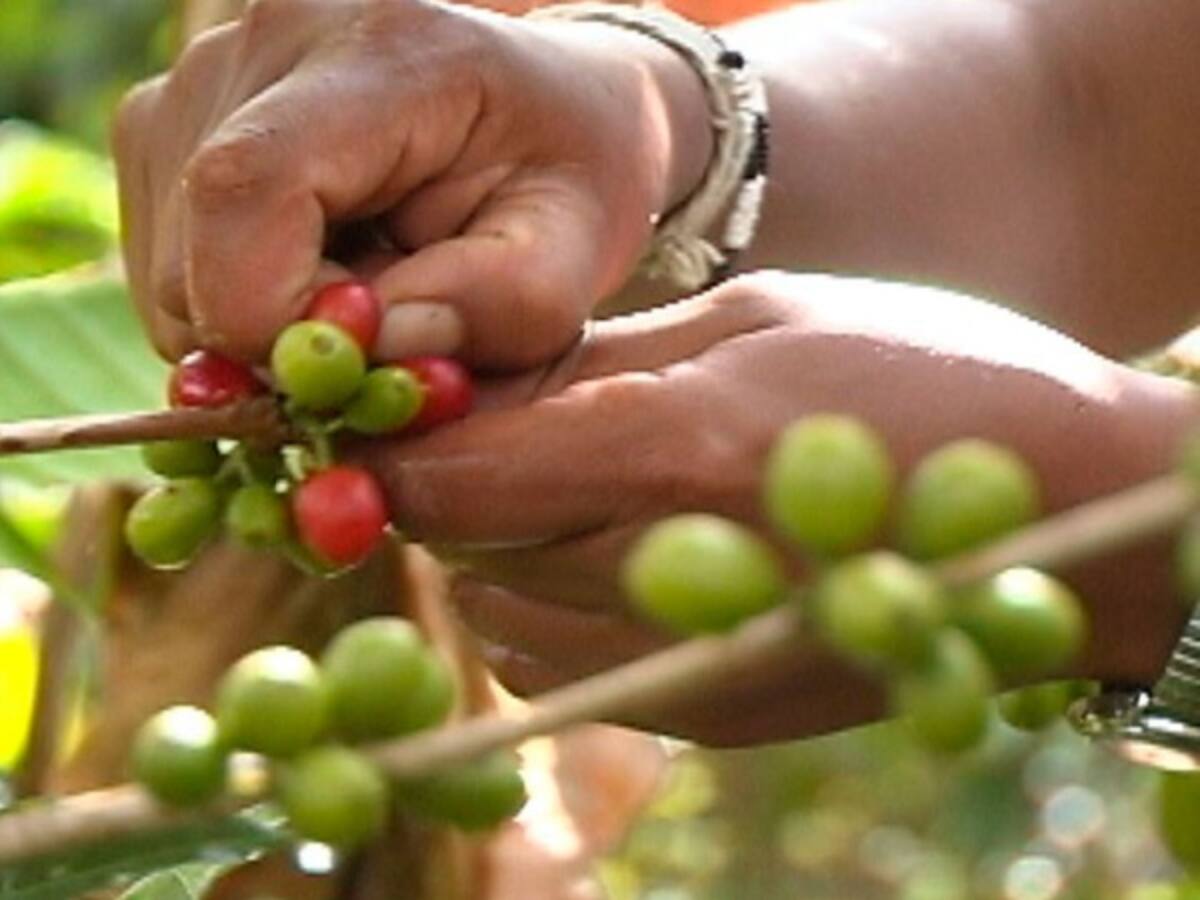 Estados Unidos se retira del Pacto Internacional del Café