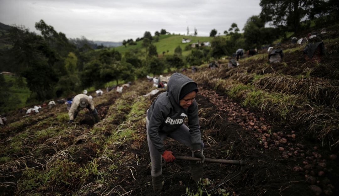 Producción de papa en el centro oriente de Colombia.