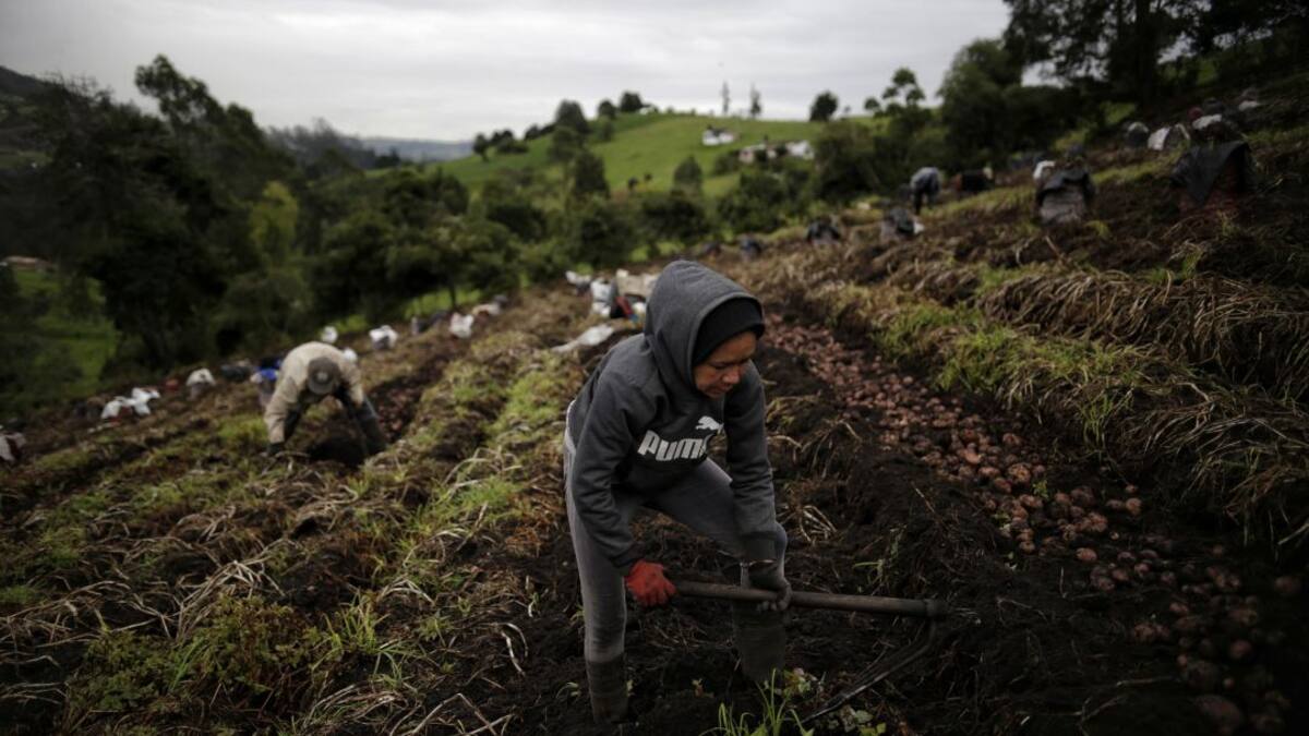 ¿Cómo va el agro, puntal de la reactivación económica de Colombia?