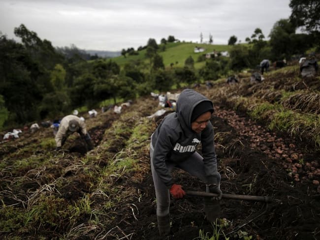 Producción de papa en el centro oriente de Colombia.
