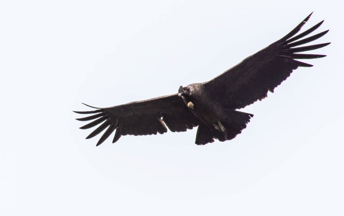En el páramo del Almorzadero, emporio de agua y frailejones de los santanderes, hay registros de por lo menos 160 especies de aves. El cóndor de los Andes figura entre uno de sus mayores tesoros.