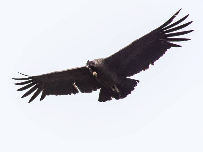 En el páramo del Almorzadero, emporio de agua y frailejones de los santanderes, hay registros de por lo menos 160 especies de aves. El cóndor de los Andes figura entre uno de sus mayores tesoros.